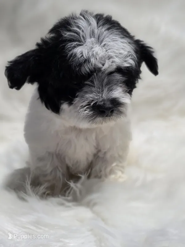 Lulu – Maltipoo puppy for sale in Bakersfield, CA