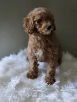 Sunny , a male Poodle - Toy  for sale in Bakersfield, CA – 3 of 4