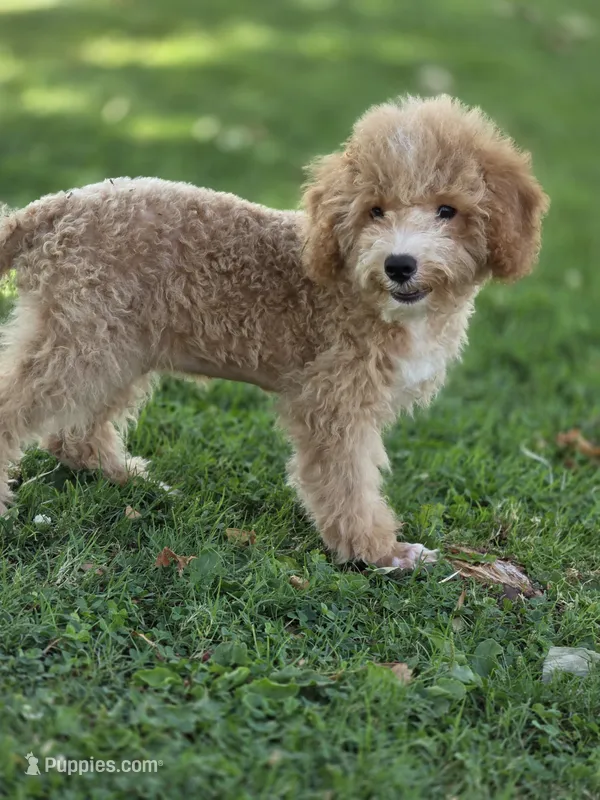 Milo – Poodle - Toy  puppy for sale in Burbank, CA