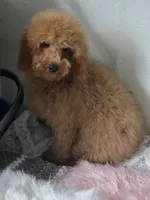 Junior, a male Poodle - Toy  for sale in Bakersfield, CA – 2 of 2