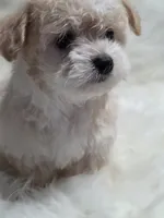 Star , a female Maltipoo for sale in Bakersfield, CA – 4 of 6