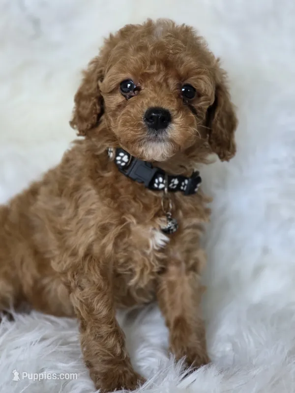 Black  – Miniature Goldendoodle puppy for sale in Burbank, CA
