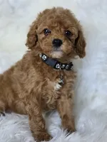 Black , a male Miniature Goldendoodle for sale in Burbank, CA – 1 of 2