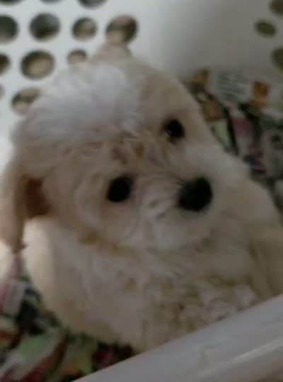 Star , a female Maltipoo for sale in Bakersfield, CA – 6 of 6
