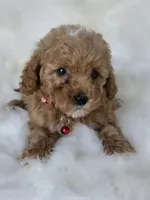 Red, a female Miniature Goldendoodle for sale in Burbank, CA – 4 of 4