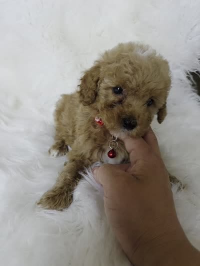 Red, a female Miniature Goldendoodle for sale in Burbank, CA – 3 of 4