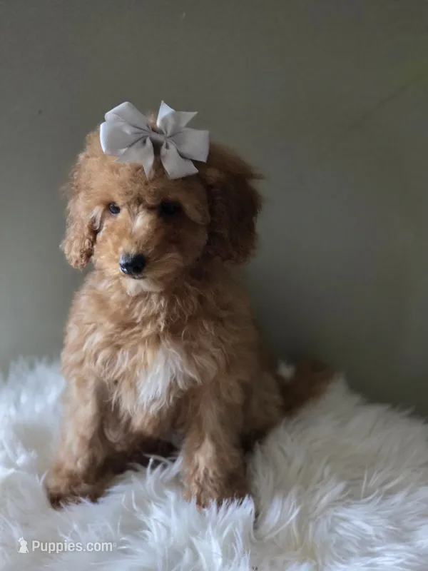 Gray female  – Poodle - Toy  puppy for sale in Bakersfield, CA