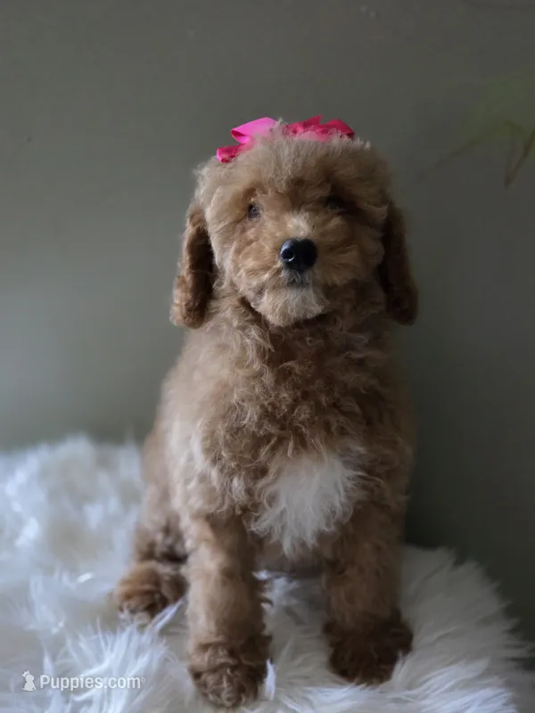 Pink – Poodle - Toy  puppy for sale in Bakersfield, CA