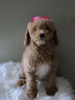Pink, a female Poodle - Toy  for sale in Bakersfield, CA – 1 of 4