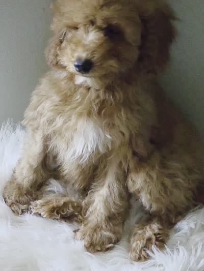 Gray female , a female Poodle - Toy  for sale in Bakersfield, CA – 5 of 5