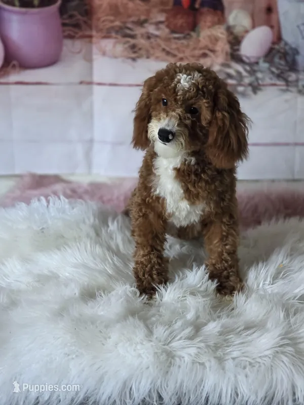 Milo – Poodle - Toy  puppy for sale in Burbank, CA