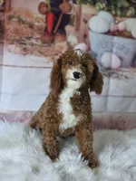 Milo, a male Poodle - Toy  for sale in Burbank, CA – Photo 2 of 4