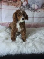Milo, a male Poodle - Toy  for sale in Burbank, CA – Photo 3 of 4
