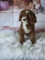 Milo, a male Poodle - Toy  for sale in Burbank, CA – Photo 4 of 4