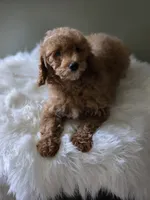Sunny , a male Poodle - Toy  for sale in Bakersfield, CA – 4 of 4