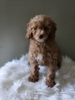 Sunny , a male Poodle - Toy  for sale in Bakersfield, CA – 2 of 4