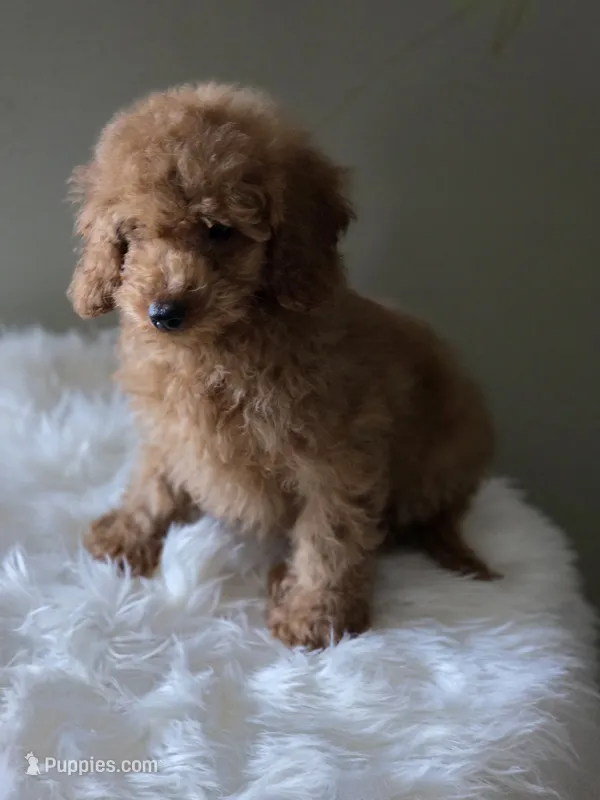 Teddy  – Poodle - Toy  puppy for sale in Bakersfield, CA