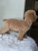 Milo, a male Poodle - Toy  for sale in Burbank, CA – 4 of 4