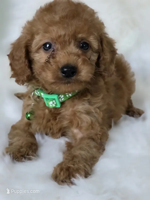 💚 green  – Miniature Goldendoodle puppy for sale in Burbank, CA