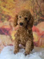 Max, a male Poodle - Miniature  for sale in Bakersfield, CA – 2 of 6