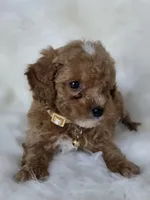 Brown, a male Miniature Goldendoodle for sale in Burbank, CA – 2 of 5