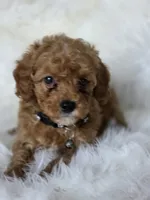 Black , a male Miniature Goldendoodle for sale in Burbank, CA – 2 of 2
