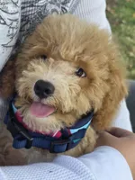 Milo, a male Poodle - Toy  for sale in Burbank, CA – 3 of 4