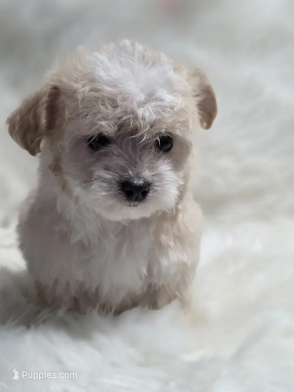 Star  – Maltipoo puppy for sale in Bakersfield, CA