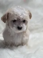 Star , a female Maltipoo for sale in Bakersfield, CA – 1 of 6