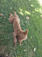 Luna gray, a female Poodle - Toy  for sale in Burbank, CA – 4 of 4