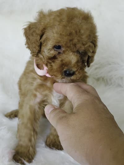 Pink , a female Miniature Goldendoodle for sale in Burbank, CA – 3 of 3