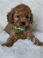 💚 green , a male Miniature Goldendoodle for sale in Burbank, CA – 2 of 3