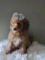 Gray female , a female Poodle - Toy  for sale in Bakersfield, CA – 3 of 5