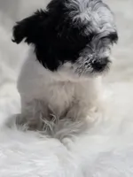 Lulu, a female Maltipoo for sale in Bakersfield, CA – 6 of 7
