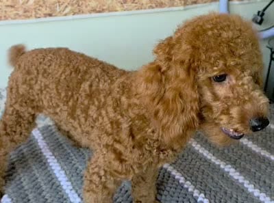 Max, a male Poodle - Miniature  for sale in Bakersfield, CA – 6 of 6