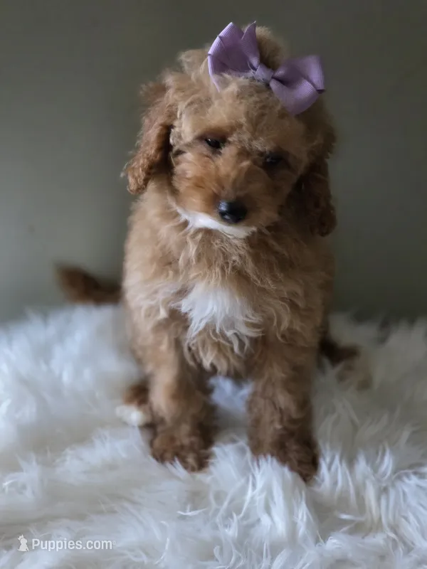 Purple  – Poodle - Toy  puppy for sale in Bakersfield, CA