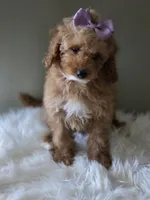Purple , a female Poodle - Toy  for sale in Bakersfield, CA – 1 of 2