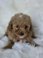 Red, a female Miniature Goldendoodle for sale in Burbank, CA – 2 of 4
