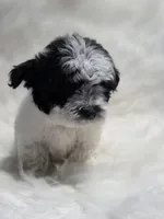Lulu, a female Maltipoo for sale in Bakersfield, CA – 4 of 7