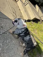 Po, a male English Bulldog for sale in Dayton, OH – 4 of 5