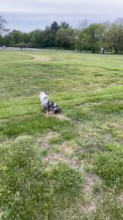 Po, a male English Bulldog for sale in Dayton, OH – 5 of 5