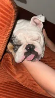 Po, a male English Bulldog for sale in Dayton, OH – 3 of 5