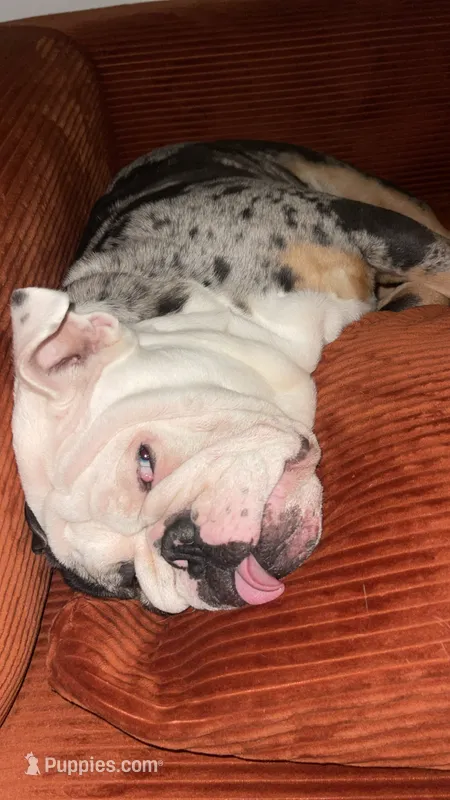 Po – English Bulldog puppy for sale in Dayton, OH