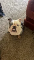 Po, a male English Bulldog for sale in Dayton, OH – 2 of 5
