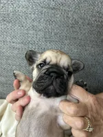 Sarah, a female French Bulldog for sale in St. George, UT – 2 of 3