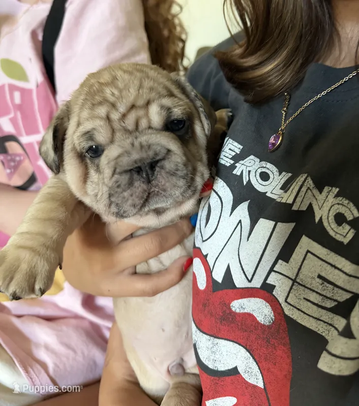 Quasimodo – French Bulldog puppy for sale in St. George, UT
