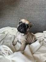Sarah, a female French Bulldog for sale in St. George, UT – 1 of 3