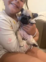 Sarah, a female French Bulldog for sale in St. George, UT – 3 of 3