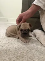 Myrtle, a female French Bulldog for sale in St. George, UT – 4 of 4