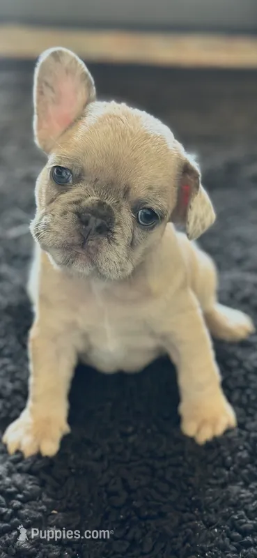 Daisy – French Bulldog puppy for sale in St. George, UT
